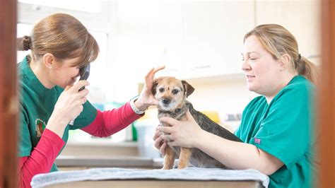 Oakwood vet - Shop. Request Appointment. Veterinary Surgery. Our Oakwood vets are experienced in providing many common veterinary surgical procedures including spays & neuters, …